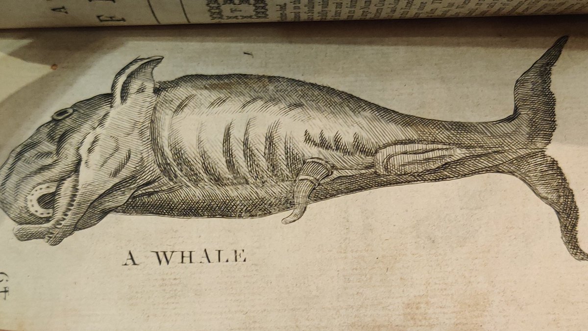 full frontal whale
