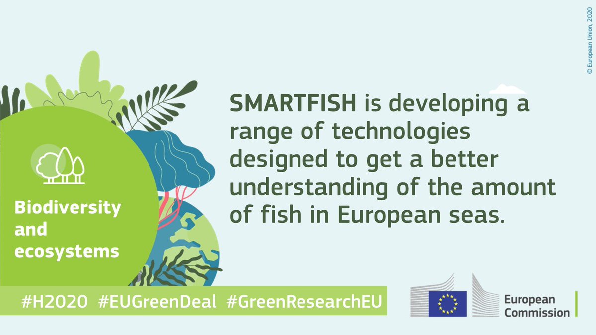 smartfishh2020 photo