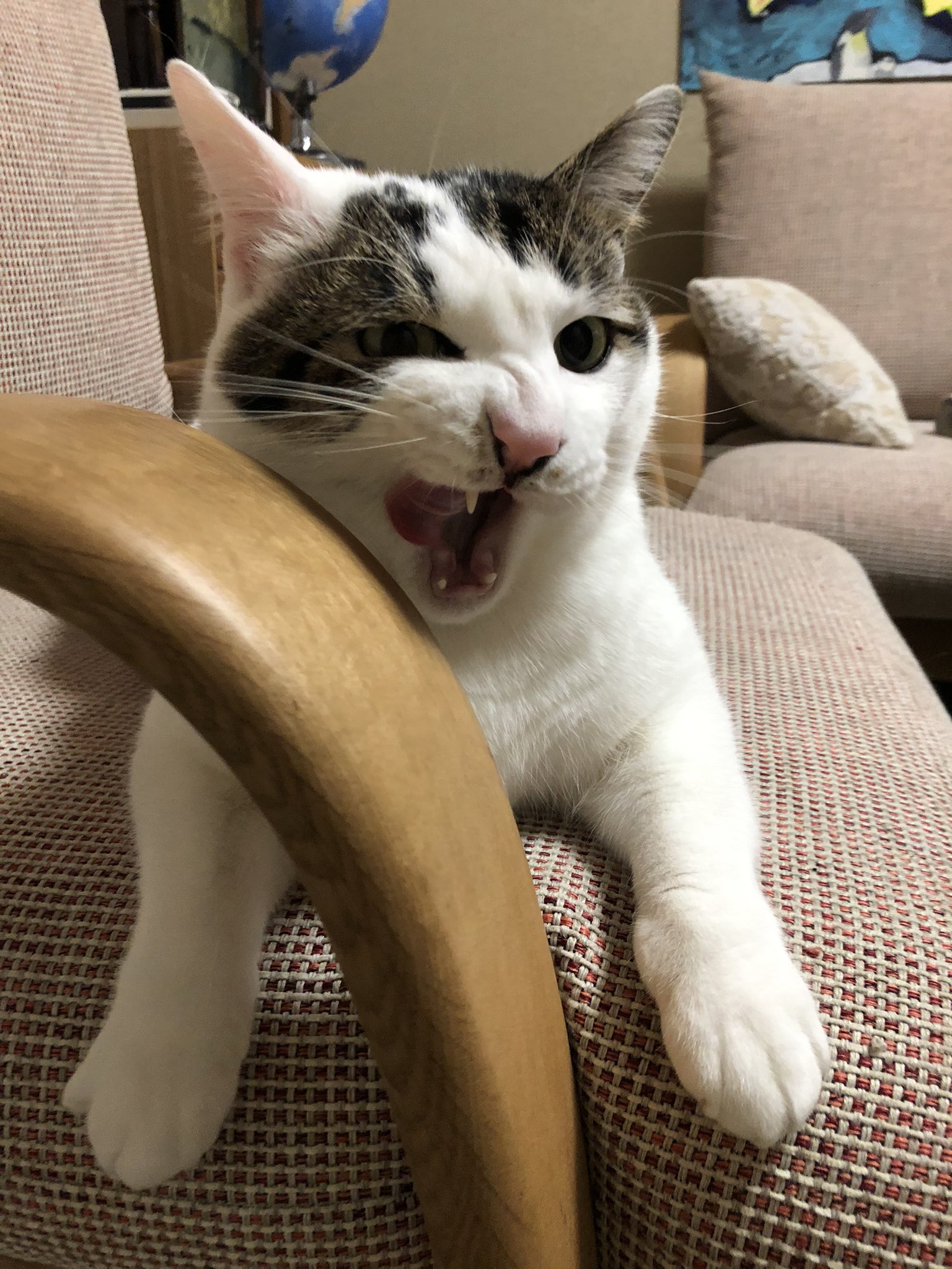 深谷かほる 夜廻り猫 8巻 おつかれさま こもりねこですよ たまにはしゃうとだぜ こもりうただけど 愛が僕に噛み付いて離さないと言うけれど さみしさのカタチは変わらないみたいだ 舞い上がって行け いつか夜の向こう側 うんざりするほど光れ君の歌