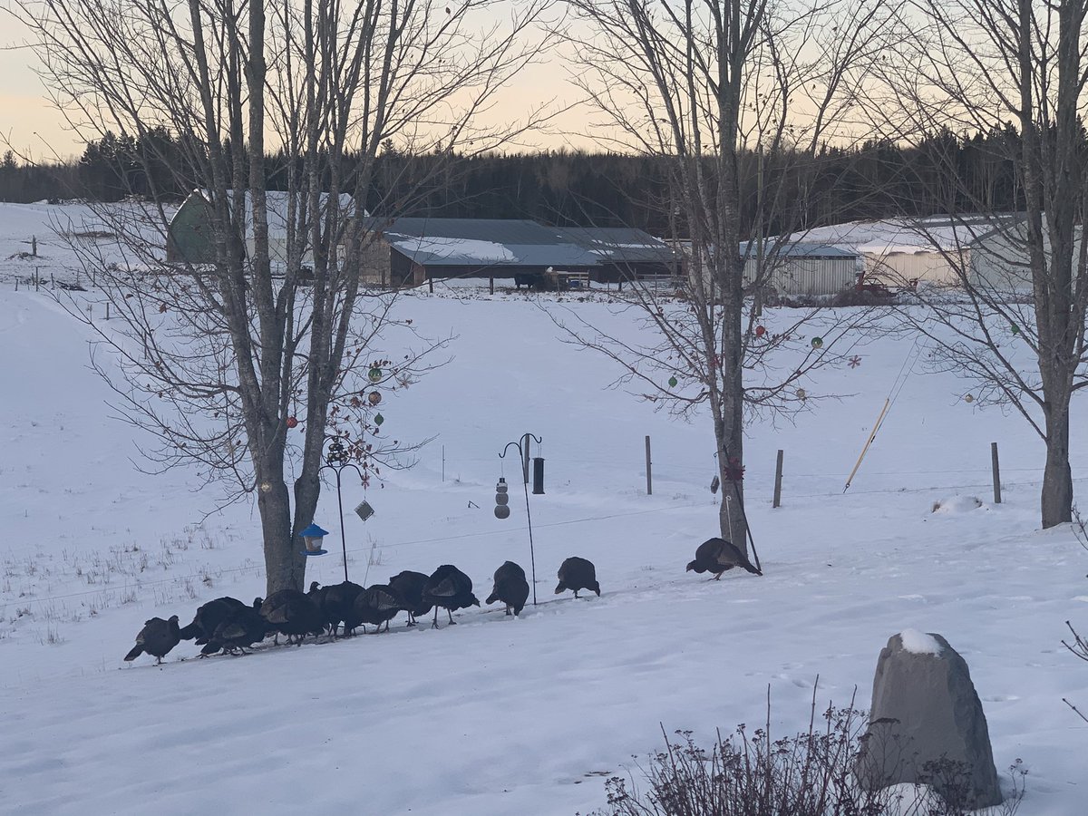 Chilly -19c morning at home on the #farm in #NBProud. Looking out from our sunroom at the newly placed bird feeders. Much to our surprise, the first birds to arrive were not blue jays, chickadees or woodpeckers, but #wildturkeys.