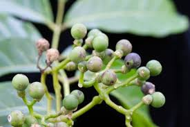 arbolespe's tweet photo. #Cuasia jamaicense (Picrasma excelsa) F Simarubaceae. Arbol en peligro de extinción por la pérdida de hábitat. La planta contiene un principio activo llamado cuasina que es uno de los amargos más potentes de la naturaleza. https://t.co/7DxDg1dTQW