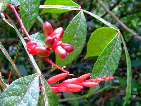 arbolespe's tweet photo. #Cuasia jamaicense (Picrasma excelsa) F Simarubaceae. Arbol en peligro de extinción por la pérdida de hábitat. La planta contiene un principio activo llamado cuasina que es uno de los amargos más potentes de la naturaleza. https://t.co/7DxDg1dTQW