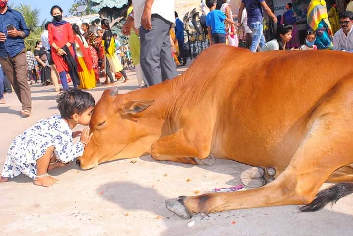 ವಂದೇ ಗೋಮಾತರಂ.