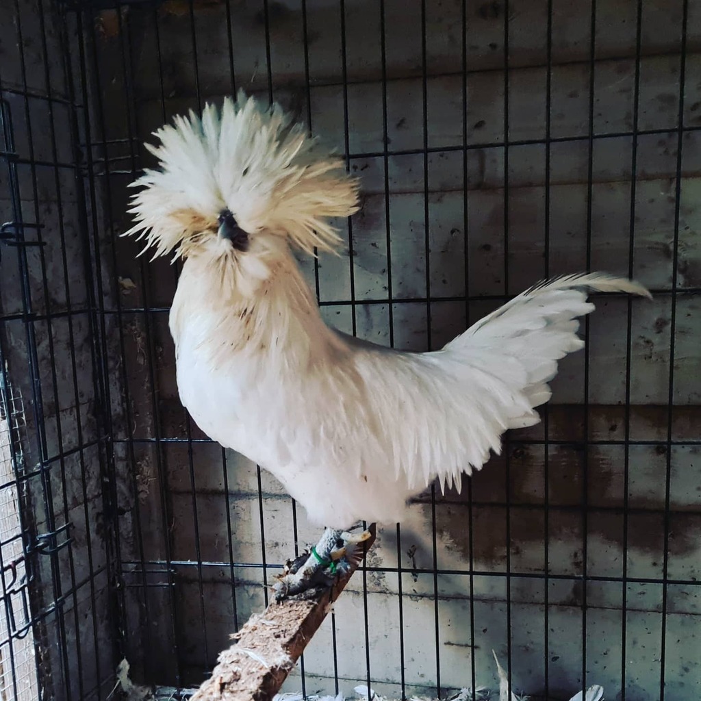 simonpickles's tweet photo. This one is coming out of the moult nicely #poland #polish #chickensofinstagram #chickenhour #chickens #byc #backyardchickens #fancyfowl #fancyfowlmagazine #melling #igers #igersliverpool https://t.co/oxUD3CPTEy https://t.co/xXUzdN3PKW