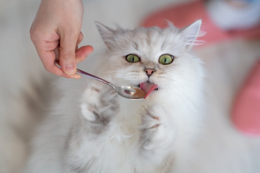 22年版 大阪でおすすめの猫カフェ10選 猫カフェ激戦区 猫カフェナビ