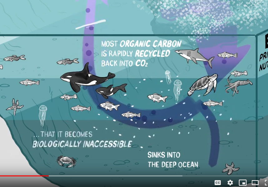 StevenJLutz's tweet photo. Thanks for the interesting video, would like to see your references on marine food web carbon. There's been some recent science on this, also please see our oceanic blue carbon story map: https://t.co/foujU3HUJt https://t.co/4nYSaT4AqT