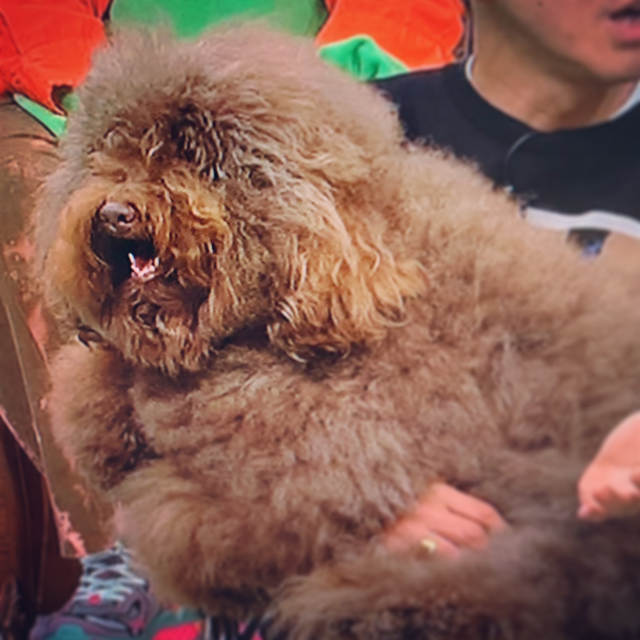 ばく オーストラリアン ラブラドゥードルって犬種らしい 賢い子やったな 幸宏さんのtlで見たタスマニアン ラブラドゥードルと また違うのよね 最近 Mix犬とか色々犬種あって よく分からんけど わんこ にゃんこも は どの子も可愛い で いい
