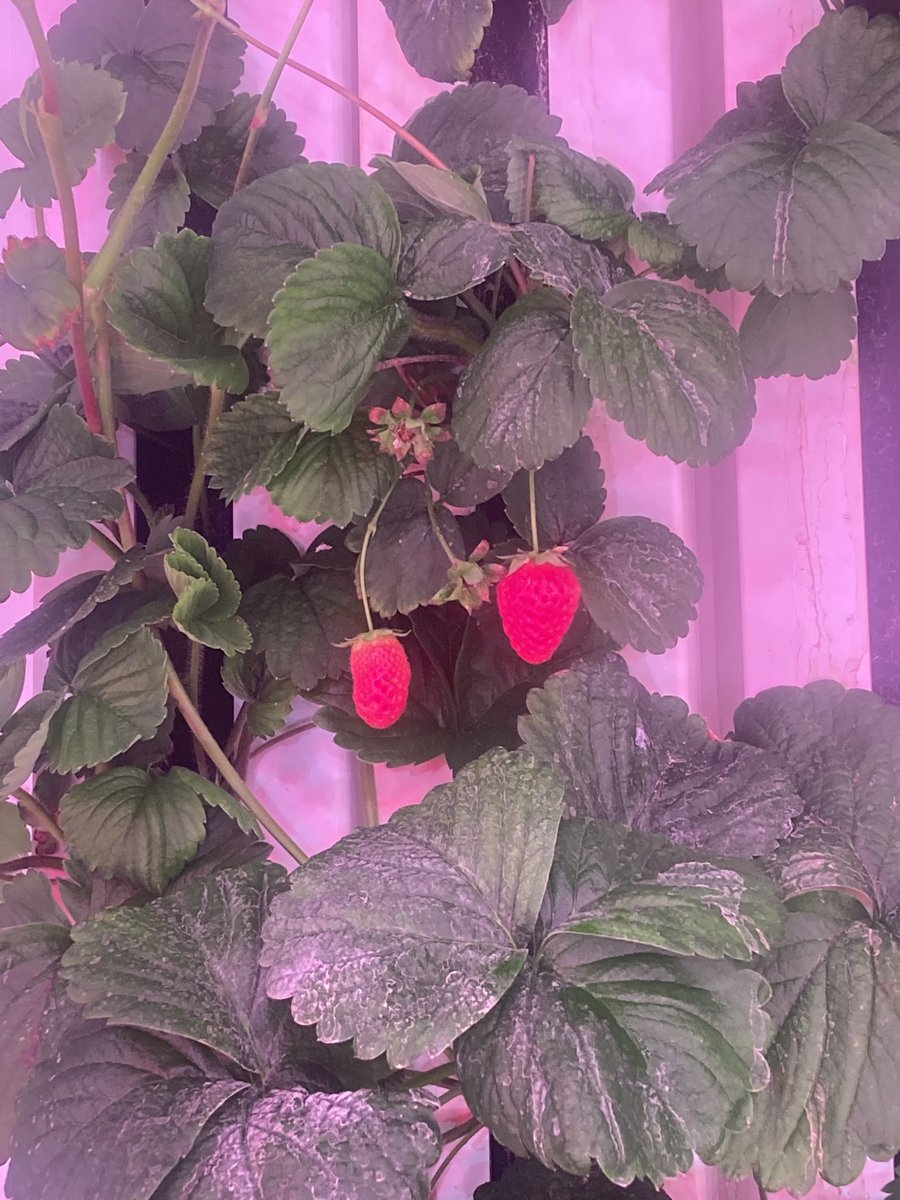 dce_cte's tweet photo. DCE Plant Science students have expanded beyond delicious fresh lettuce...sweet strawberries in December!  #dcecte #EverestPride #dcesrh https://t.co/u9ZZLe3umb