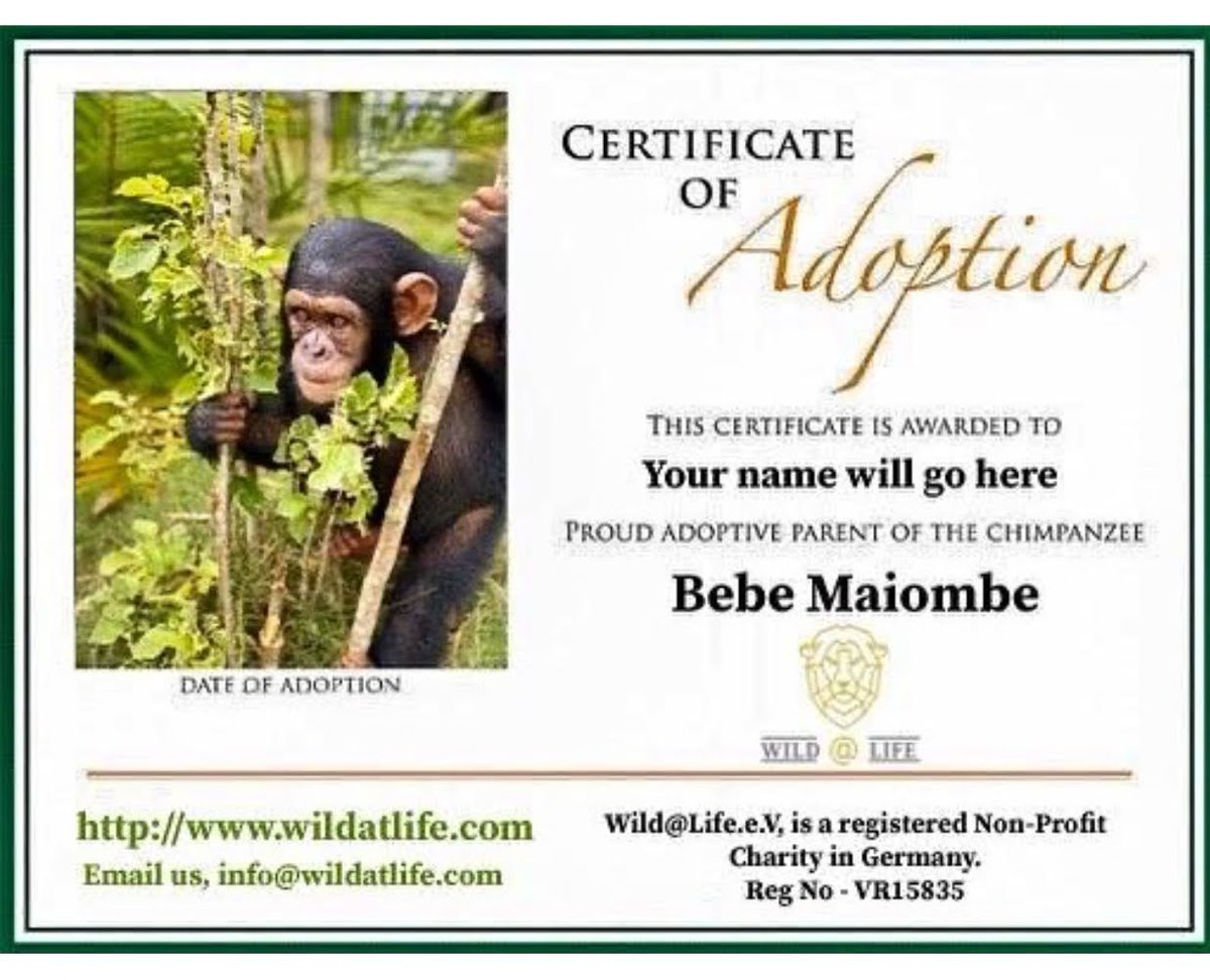 wild_at_life's tweet photo. #AdoptAChimp for #Xmas, your contribution matters. #adoptanorphan #adopt #orphan #MissionCaita #ChimpanzeeRescue #sanctuary #xmasgiftideas #xmasgift https://t.co/GWMjGmtNve