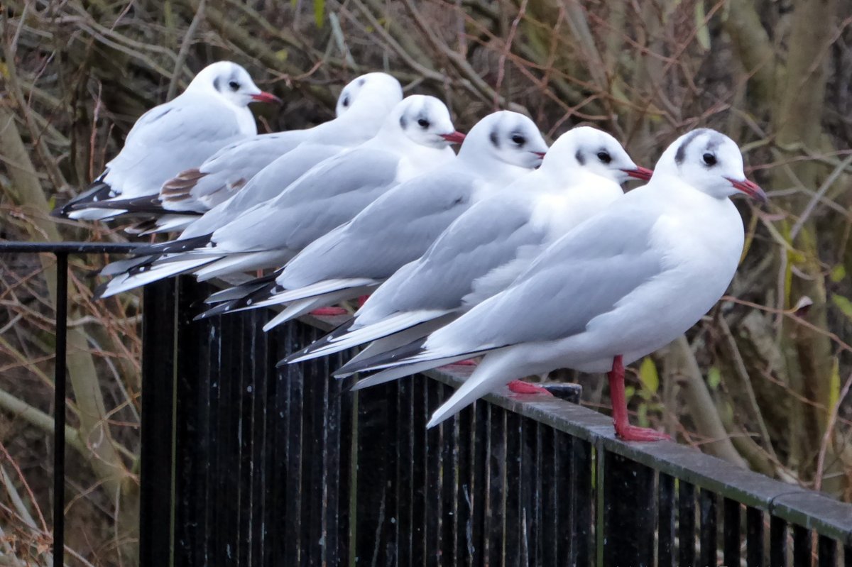 Black Headed Gulls at Figgate Park, Edinburgh. #Gulls #Birds #Park #Edinburgh #Wildlife #wildlifephotography #Nature #naturephotography #Wildlifewatcher 
@edinburghwalks @EdinburghWatch @EdUniBirdSoc @ScottishBirding @FiggatePark