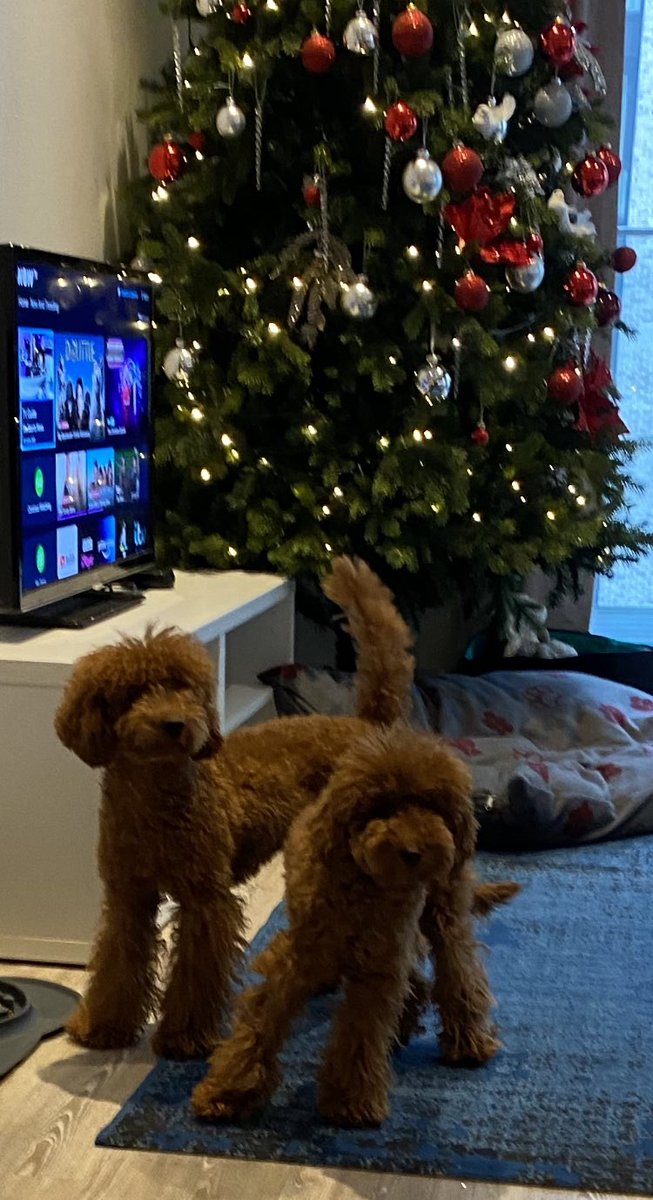 ellieshepp's tweet photo. Sooo in love 🥰 ❤️🙈🙈
Chloe &amp; Charlie
#redpoodles https://t.co/MucoiFpZ7J