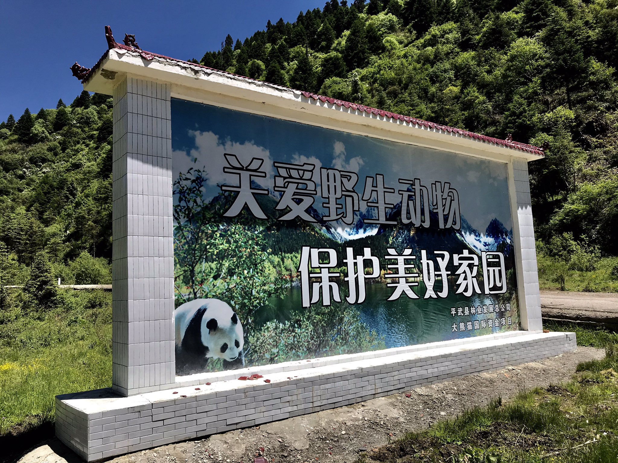 嫩恩桑措on Twitter 17年黄土梁隧道通车 车辆不再绕行山顶 人类活动对野生大熊猫的影响大幅减少 到了春天 这里山花烂漫 风景秀丽 是地球上最好的生物多样性基因库 星叶草
