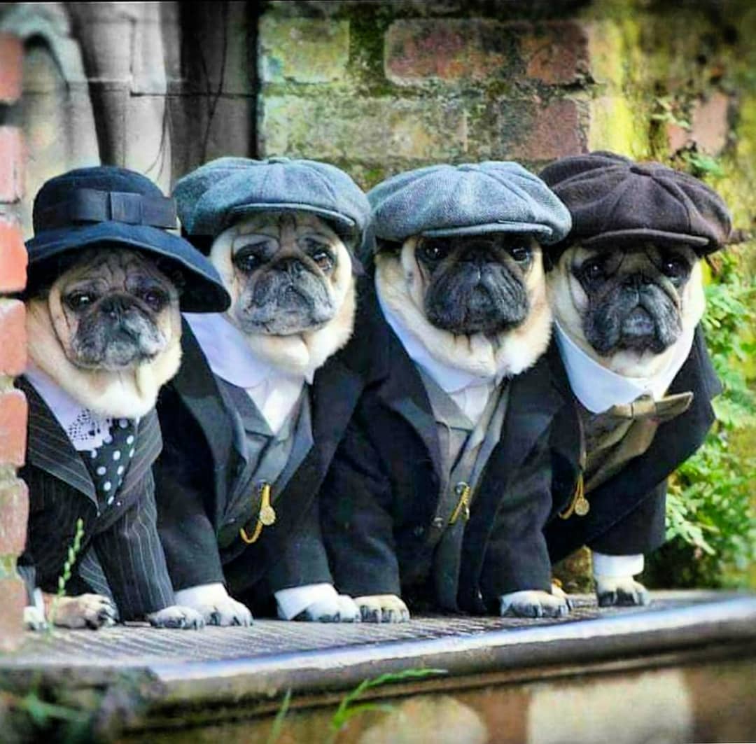 splootsy's tweet photo. Puggy Blinders Christmas Outing 
Shop now for dog clothing - https://t.co/o8hvFMqNpr
📷 @pupstarsonoma
#splootsy #peakyblindersstyle #dogsdayout #pugilicious  #cutepuglovers #cutepugsonly #puginstagram #pugdaily #puglifestyle #puglife🐾 #puglifemagazine #pugglelife #pugmodel https://t.co/QV3oLEY6Oh