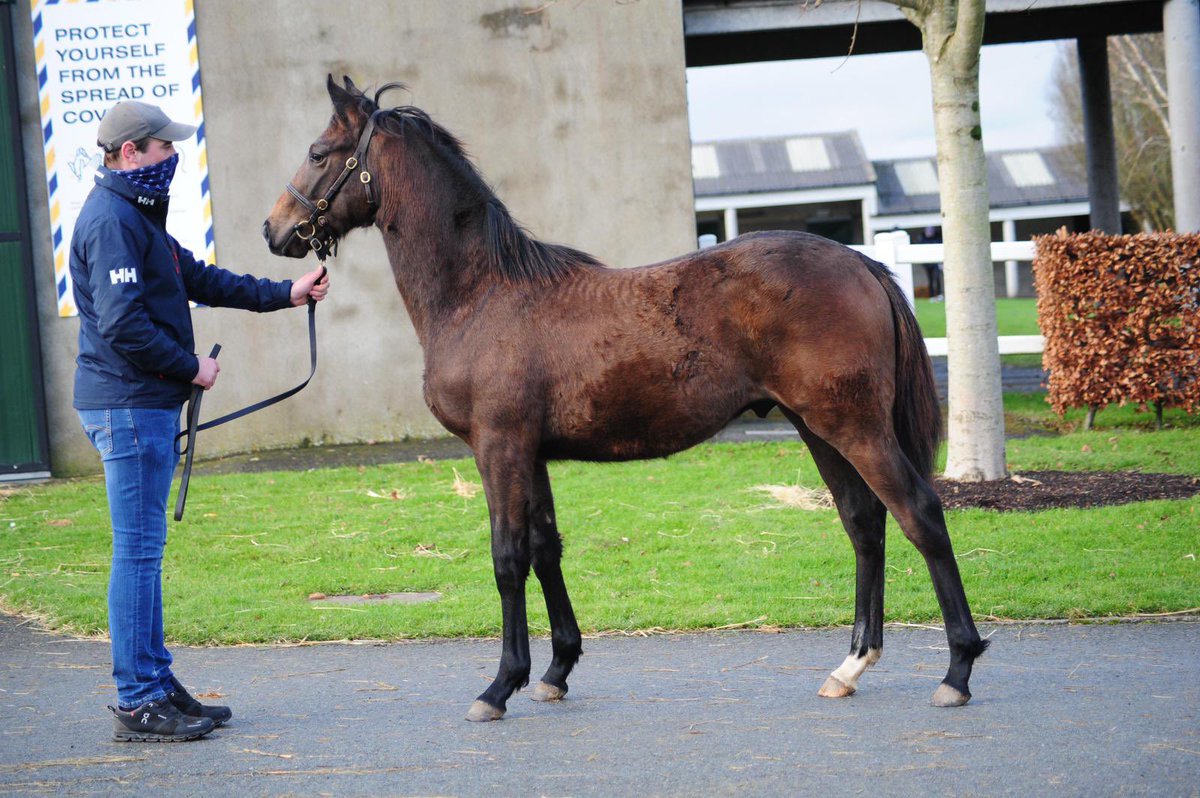 CompasStallions's tweet photo. Some stunning foals from the first crop of #SmoothDaddy selling @tatts_ireland today #SmoothDating https://t.co/5ckr9sBpt9
