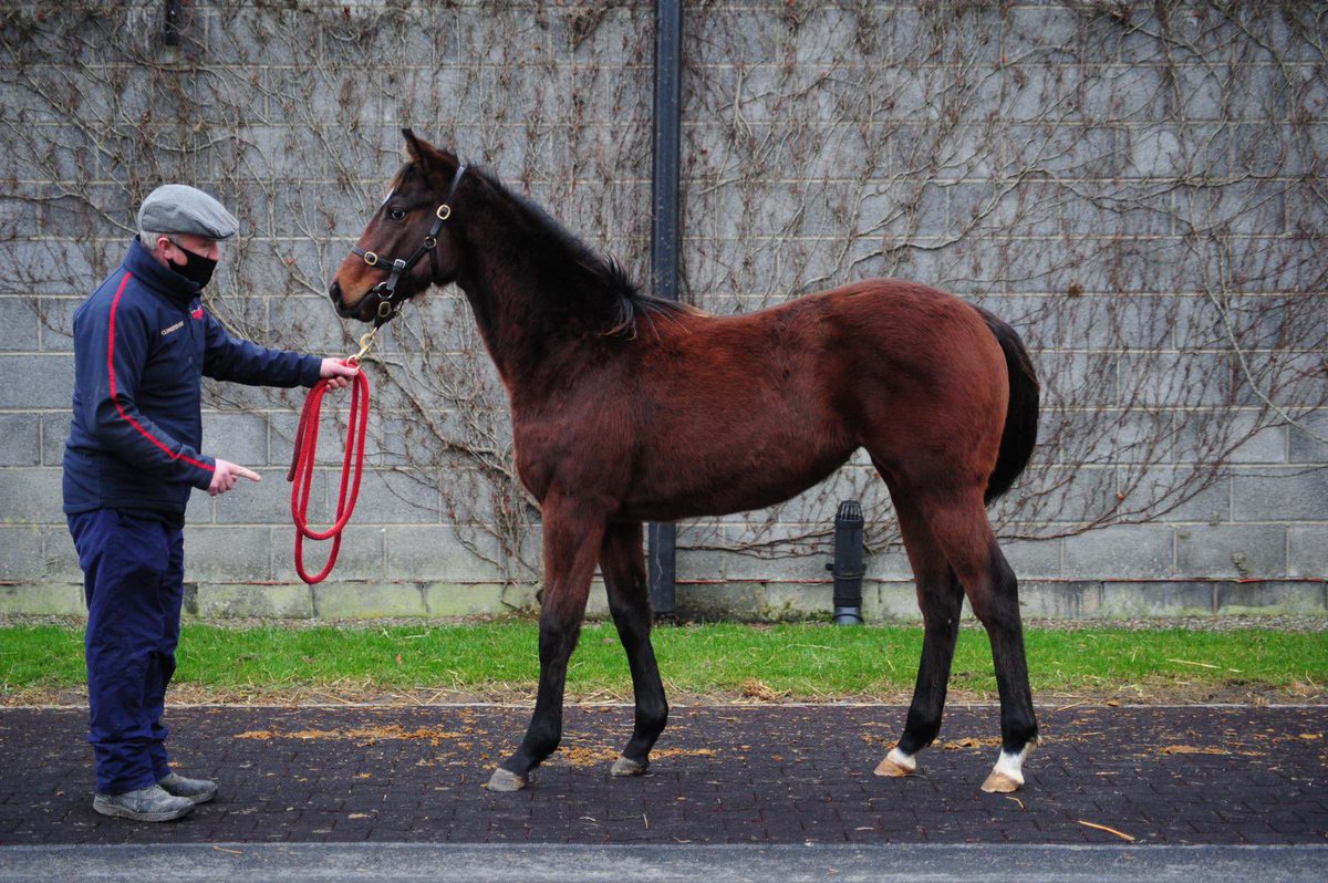 CompasStallions's tweet photo. Some stunning foals from the first crop of #SmoothDaddy selling @tatts_ireland today #SmoothDating https://t.co/5ckr9sBpt9