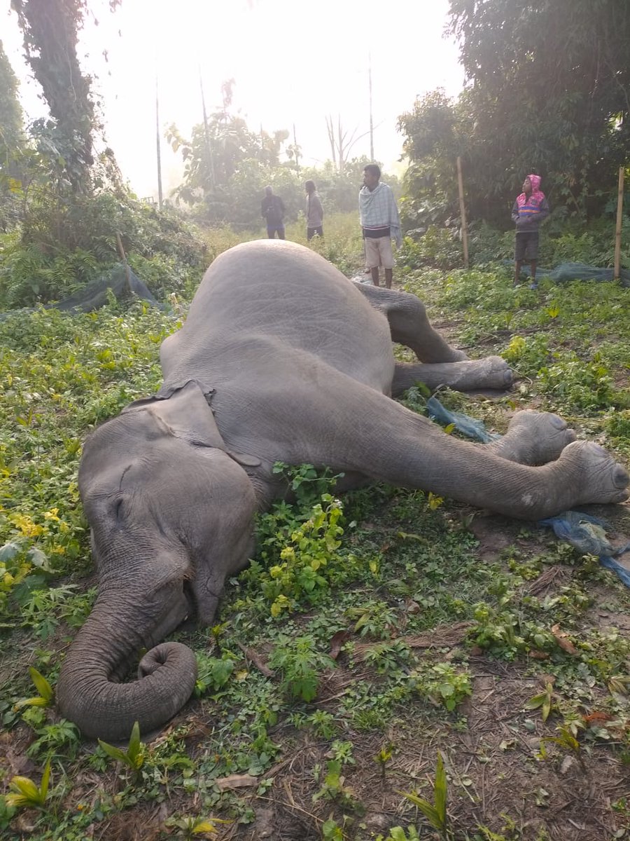 deba_dmj's tweet photo. A #pregnant #wildelephant died in the #Bishnupur areas near to #FirstAddition of #ManasNP Assam
Elephant was suspected to die due to #electrocution
Need a holistic approach to save elephants of Manas
@chesterzoo @wti_org_india @moefcc @bibhabtalukdar @PMOIndia @CMOfficeAssam https://t.co/PYMFtynSxU
