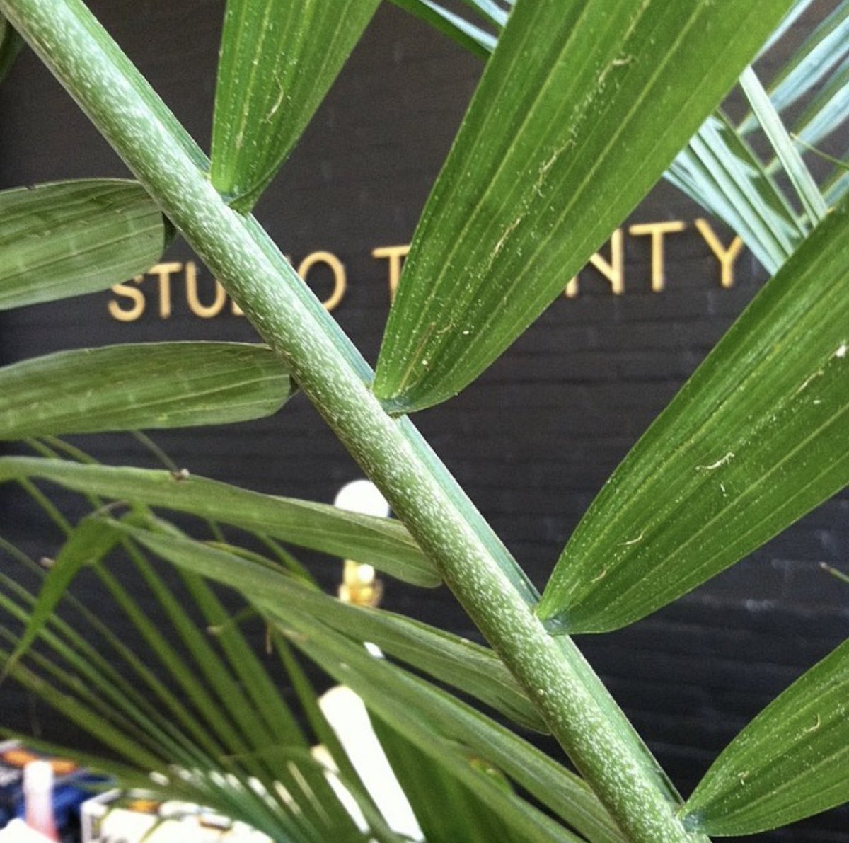 StudioTwentyTwo's tweet image. 🌱 Always add green! 🌱

Studio Closeout Sale
Sat. 12/19 + Sun. 12/20
10am to 7pm
By Appointment Only // Please sign up for a slot in link provided in bio
Cash ONLY Sale 
#vintagemodern #midcentury #modern #hollywoodregency #furniture #interiors #vintage #closeout #ShopSmall