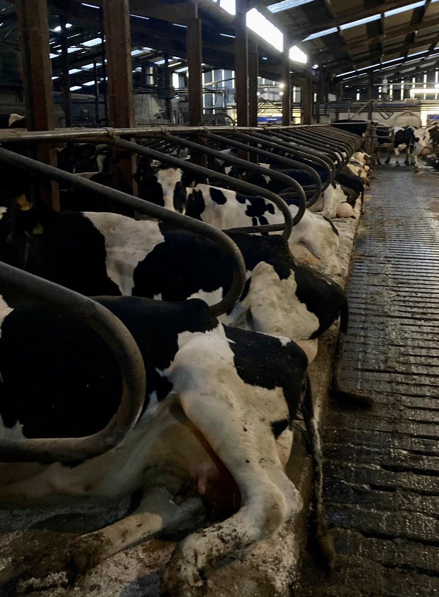 FaneValleyFeeds's tweet photo. Happy Cows 🐄
Cows should lie down within 1 minute of entering the cubicle.
More lying = more milk 🥛
#cowcomfort #cowsignals #FVF https://t.co/vkuG68iYfQ