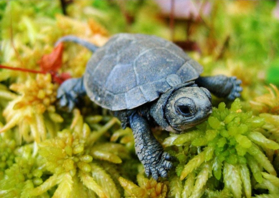 Turtle x. Черепаха Блэндинга. Пресмыкающиеся черепахи. Черепахи отряд пресмыкающихся. Отряд черепахи (Chelonia).