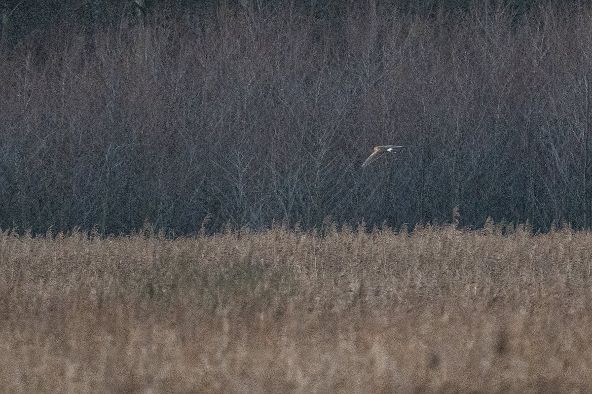 Yesterday was one of those truly special  @RSPBMinsmere days. Close flybys of both Bitterns and Marsh Harriers, an extremely obliging Dartford Warbler, and a brief distant Ringtail Hen Harrier sighting just after sunset!  @SIBirdClub  @SuffolkBirdGrp