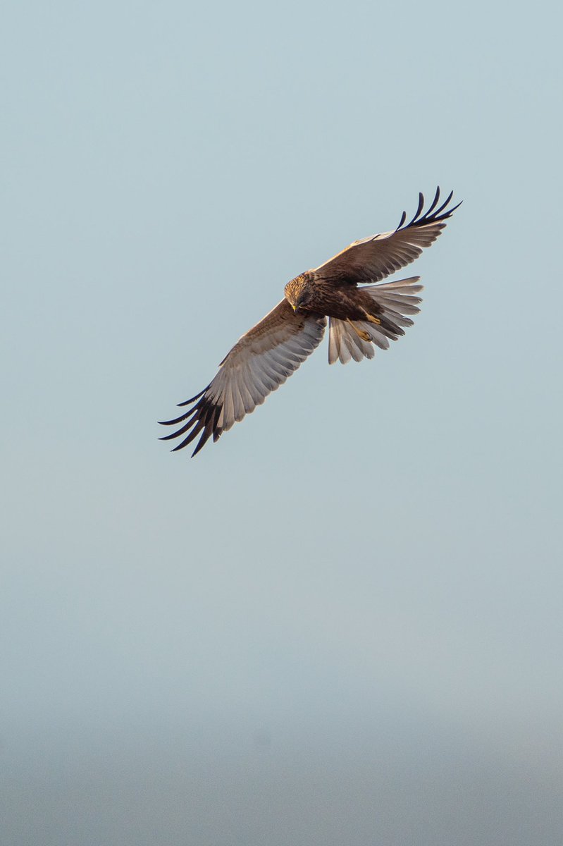 Yesterday was one of those truly special  @RSPBMinsmere days. Close flybys of both Bitterns and Marsh Harriers, an extremely obliging Dartford Warbler, and a brief distant Ringtail Hen Harrier sighting just after sunset!  @SIBirdClub  @SuffolkBirdGrp