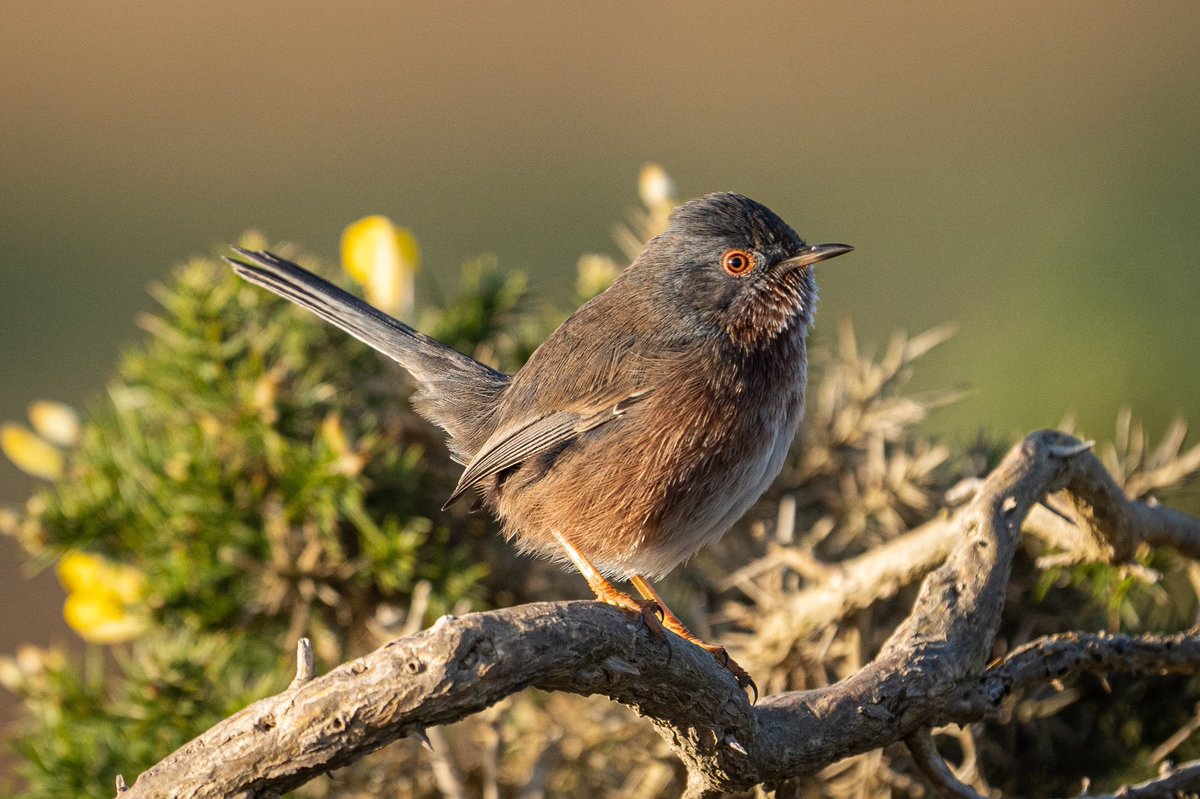 Yesterday was one of those truly special  @RSPBMinsmere days. Close flybys of both Bitterns and Marsh Harriers, an extremely obliging Dartford Warbler, and a brief distant Ringtail Hen Harrier sighting just after sunset!  @SIBirdClub  @SuffolkBirdGrp