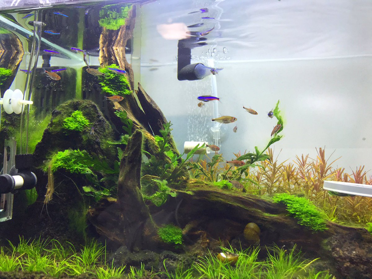 Sachi Auf Twitter 水合わせして お掃除屋さんのヤマトヌマエビと石巻貝を入れて グリーンネオンテトラとディープレッドホタルテトラを入れました テトラ系は 小型水槽にぴったりだよね ディープレッドホタルテトラは ホバリングするから綺麗に撮れ