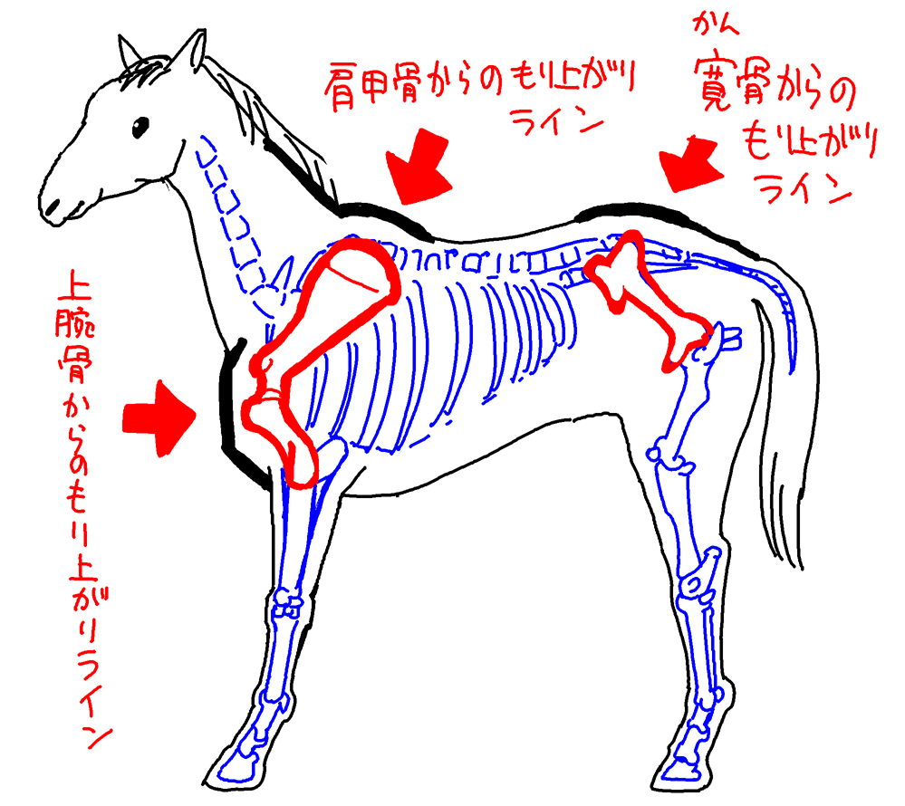 犬猫もですが馬も、赤い部分の骨とそれを受けての筋肉をイメージに追加していただくと、もう少し描きやすくなるかも…と思うのですがいかがでしょうか? 