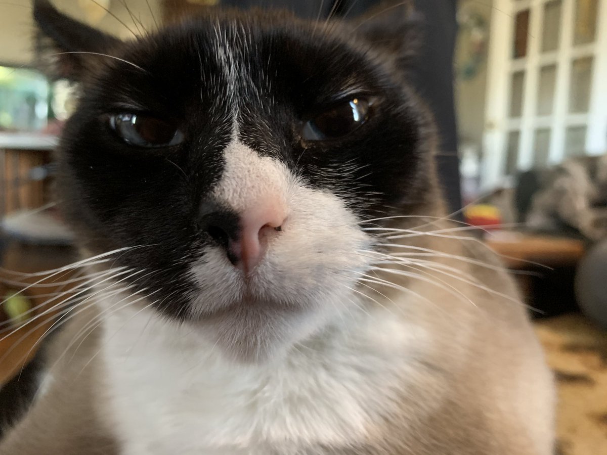IrisKittyMeow's tweet photo. Hello! 😸 https://t.co/Liohm7XK5Z
