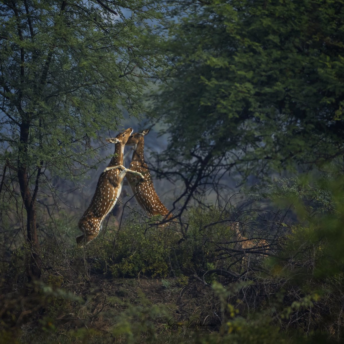 BhagraShyamk's tweet photo. Lets dance. - spotted deers - Bharatpur Bird Sanctuary - India 🇮🇳
.
Exif:
FL/560mm f/5.6 1/2500s ISO/400 WB/manual
.
#natgeo #natgeowild #natgeochannel #natgeoyourshot #natgeoadventure #Indiaves #bbcearth #bbcwildlife #bbc #naturephotography #india #discoverychannel https://t.co/ua4fubSyXJ