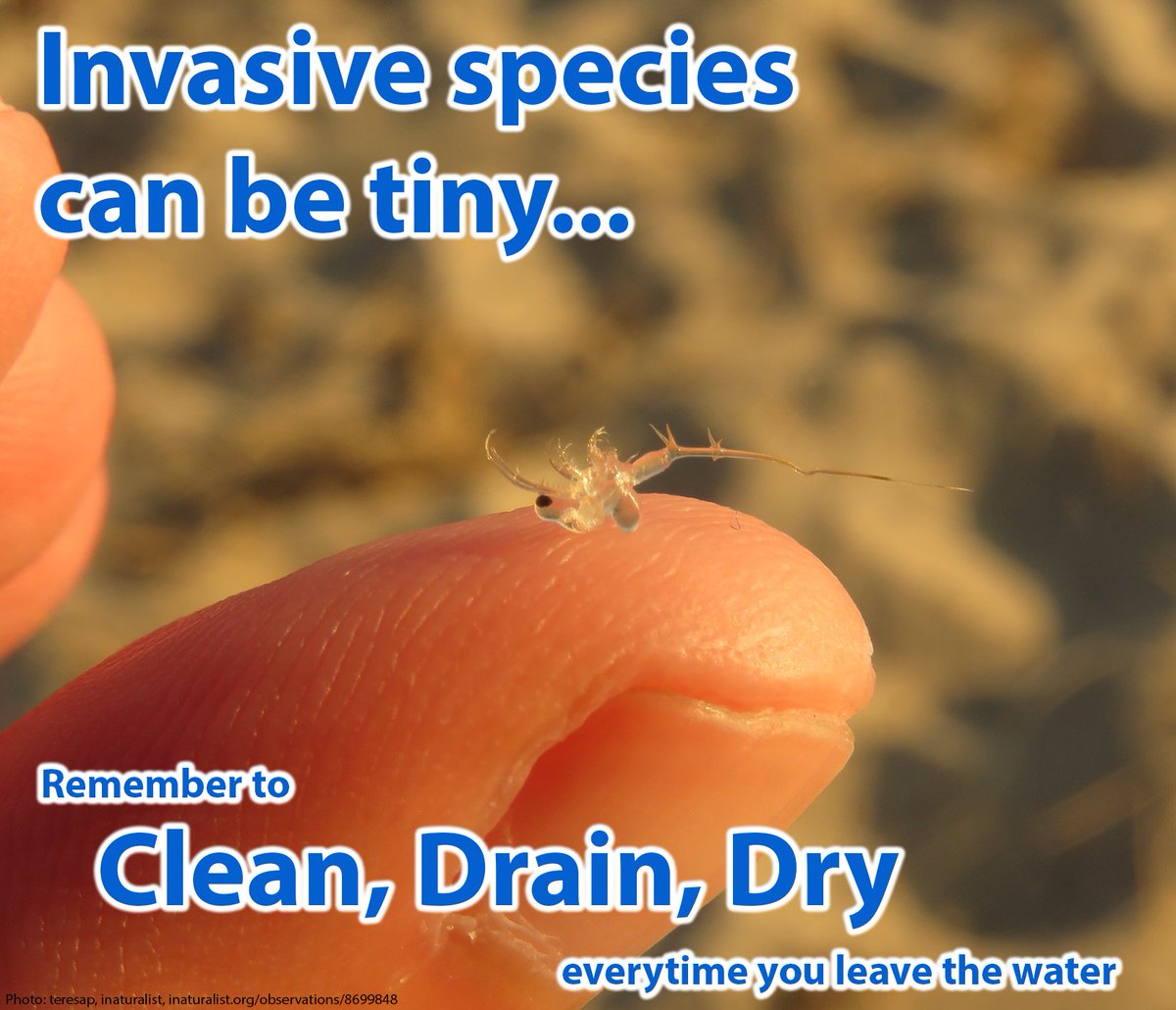 Spiny waterfleas (Bythotrephes longimanus) have been found in each of the Great Lakes and in more than 100 inland lakes in Ontario.