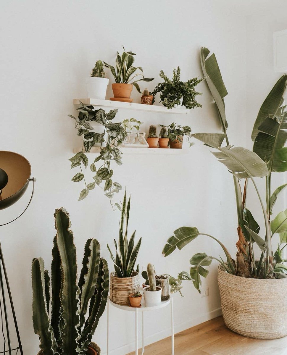 I want it 🍂🍃

IG: Heyplantlovers
instagram.com/heyplantlovers…