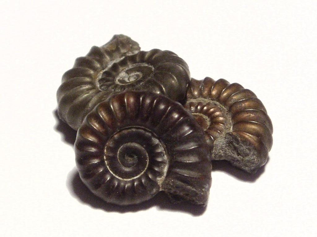 DTMarche's tweet photo. Tra gli altri tesori, lo sapete che Smerillo (FM) ha anche un Museo di Scienze Naturali?!
#mineralogia #paleontologia #botanica #storia #gite #giornaliere #attività2021 #scoprire #smerillo #visitfermo #destinazionemarche #Italia2021
https://t.co/Ta8JNk1iCl 🌱🐚🌊🌏🌍🌎 https://t.co/RPgeoetAwA