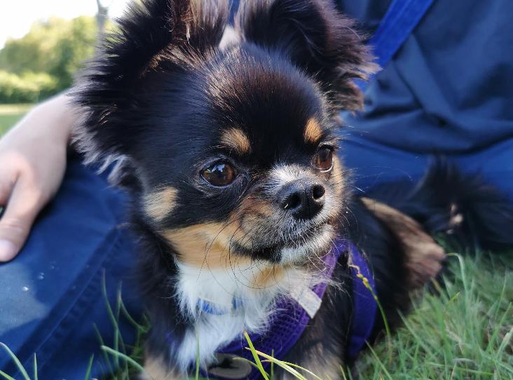 AdoptionsUk's tweet photo. Please RETWEET to help Brodie find a special home #SUSSEX

Very experienced, knowledgeable adult home required as only pet to help Brodie with behavioural issues, he's going to need someone very special I hope the right person sees this ❤️🙏❤️
https://t.co/oYWc2gNUz9
#dogs #pets https://t.co/FxPSy5RhJ7