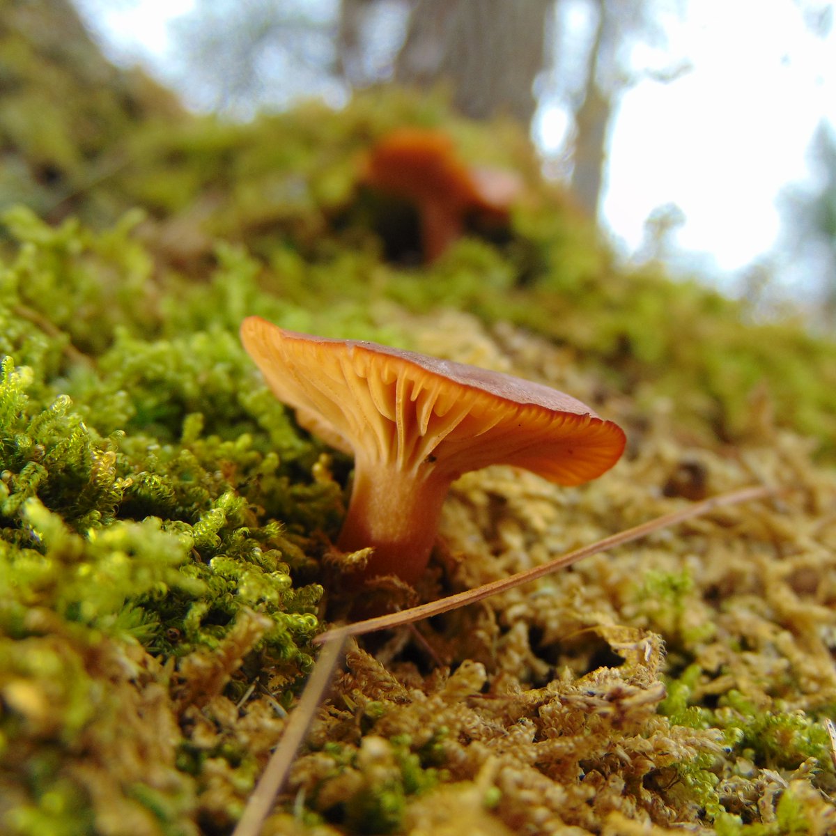 The 32nd rule of the Mushroom Cult is to go in the woods and take pictures of mushrooms.