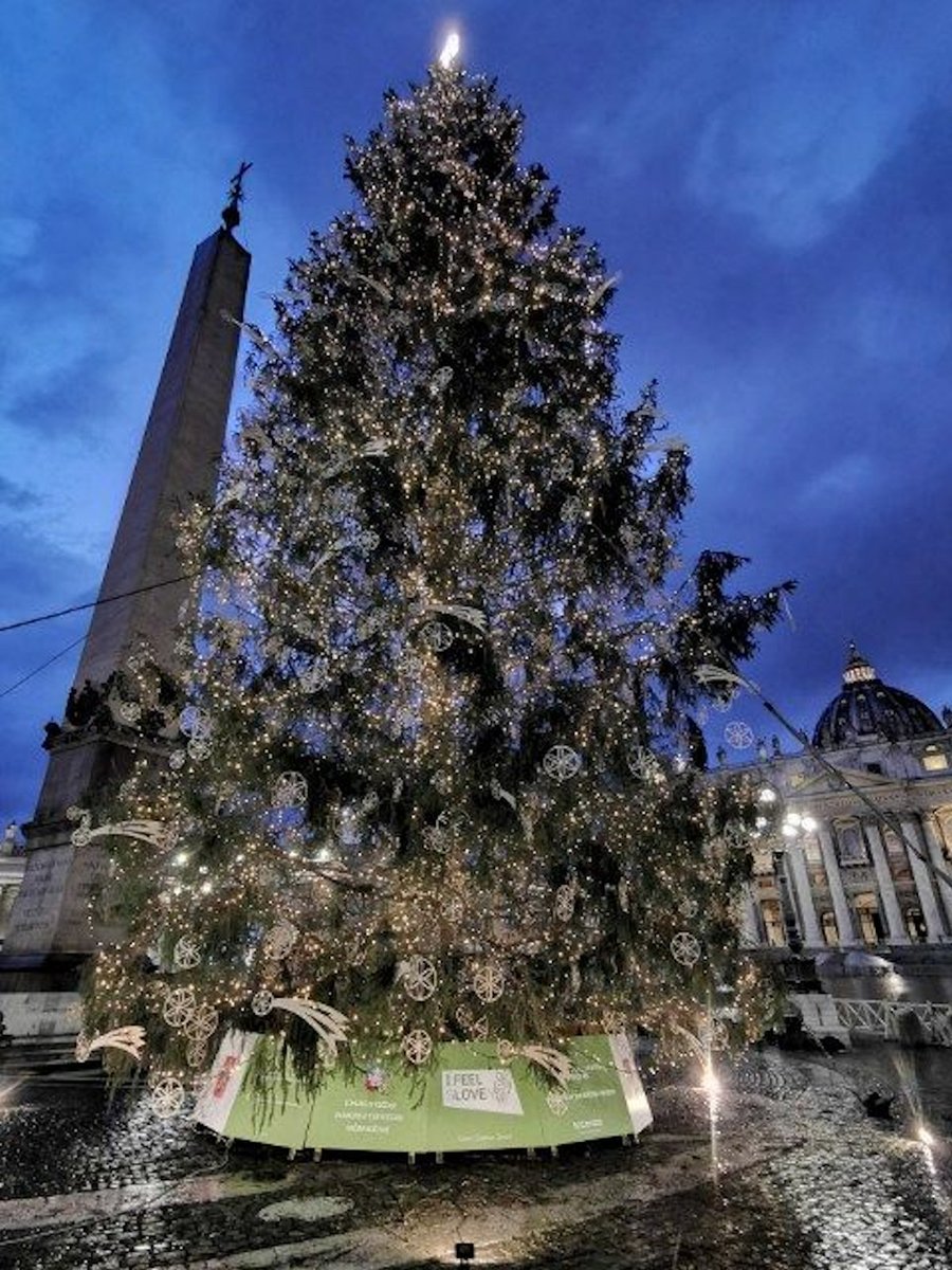 travel_slovenia's tweet photo. This year’s Vatican Christmas Tree is a gift from Slovenia! Read more: https://t.co/R0B5ugHhs8 https://t.co/2lXbhkCFUo