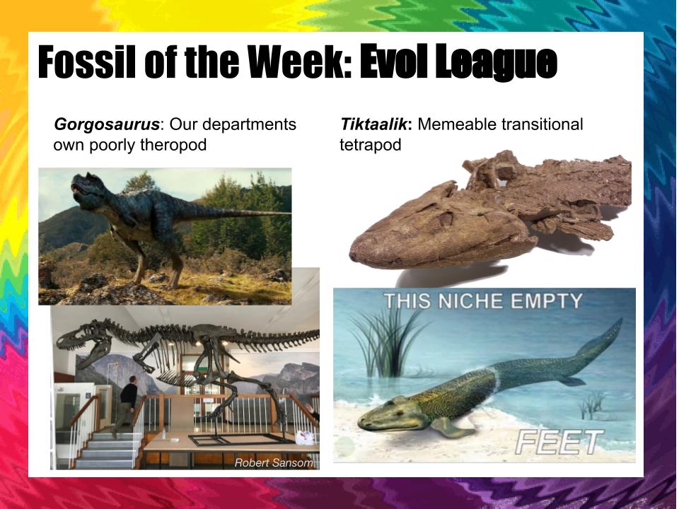 FossiloftheWeek's tweet photo. It's semi-finals time! Only the heavy hitters are left. Time to crown geo league champions AMMONOIDS vs TRILOBITES, and evo league TIKTAALIK vs GORGOSAURUS. Vote now! https://t.co/YVZH1y5pPv