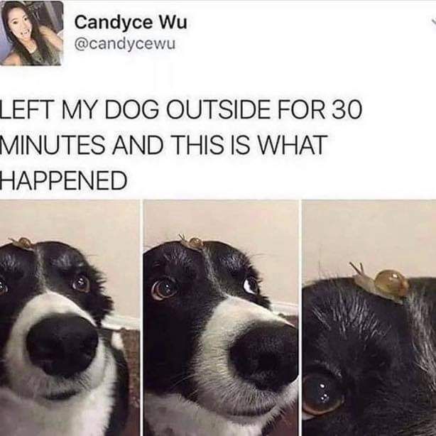 OldRowPups's tweet photo. New friend! https://t.co/t6IvQHJ22w