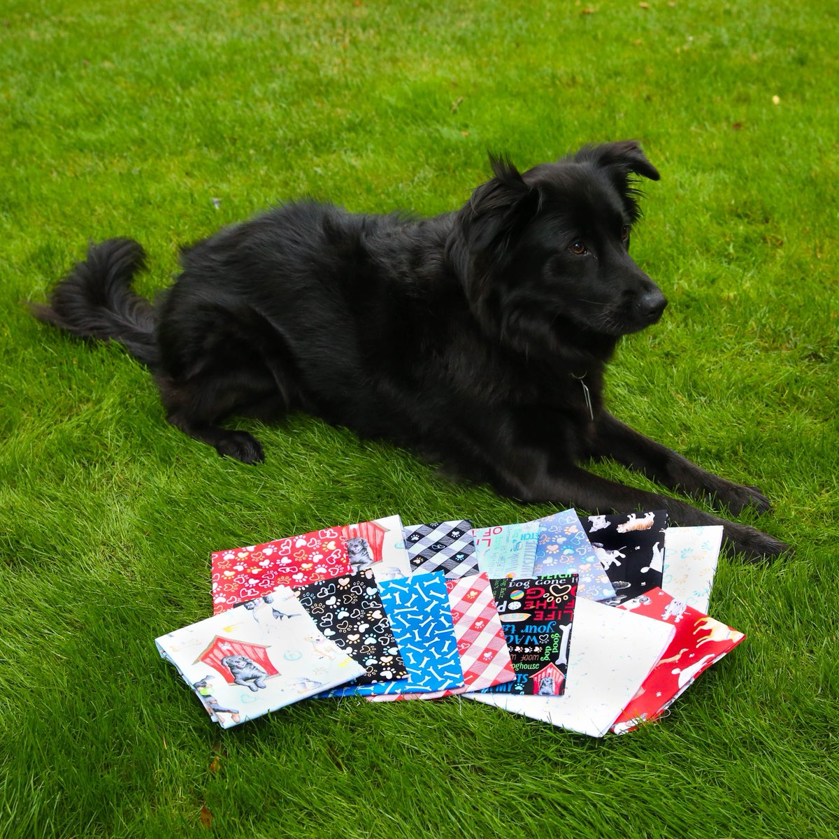 Benartex's tweet photo. Ranger thinks that the Think Pawsitive collection by designer Andi Metz is perfect for any “dog” project—a dog bed, quilted dog coat, dog pillows for the living room or den, back packs, a lunch bag and so much more. What will you create with these fabrics? https://t.co/Hv1zBo5Np9 https://t.co/mKb4Q31EIX