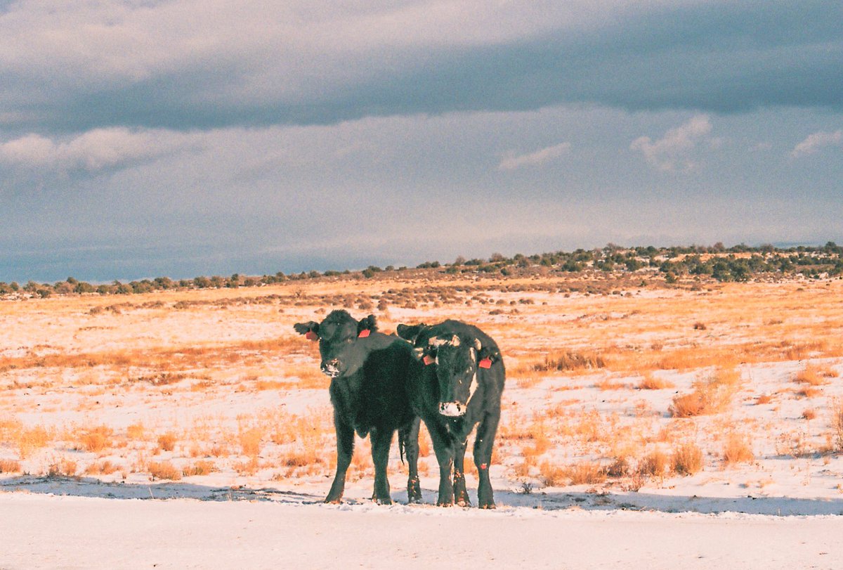 emilyshoots's tweet photo. desert snow on 35mm film https://t.co/EoV4Ssxf6D