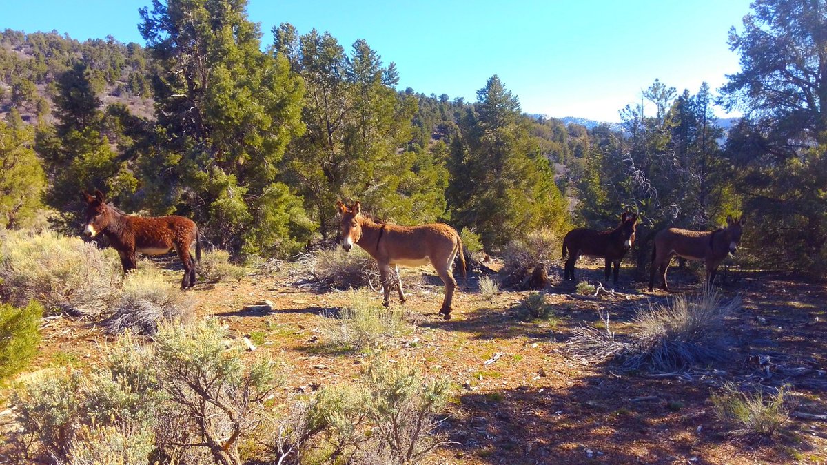 How much do you know about Big Bear's burros? Introduced by Western settlers, burros have become part of the wildlife landscape across Southern California. Learn how they are protected >>> blm.gov/.../wild-horse…