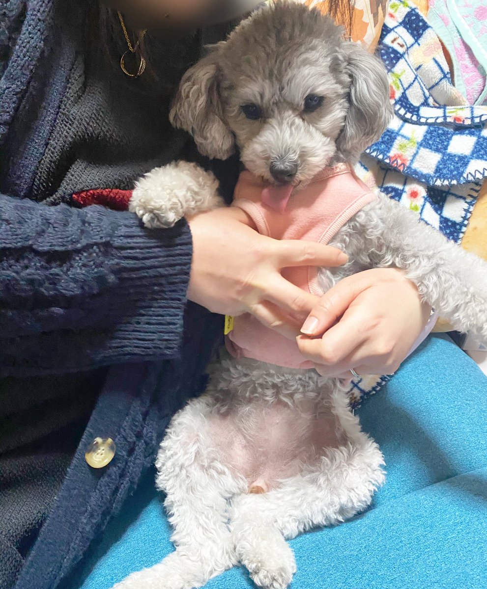 engine_06's tweet photo. 犬の矜持を忘れたｲｯﾇ https://t.co/sIb0FoUmg2