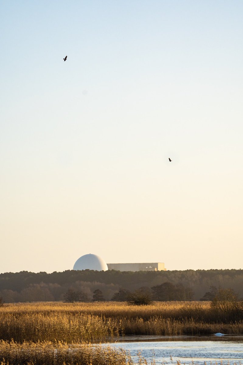 However, a reminder that Minsmere is at huge risk from the expansion of Sizewell. In this photo you can see 2 Marsh Harriers flying over the current site, Sizewell B and how close it is.Sizewell C will be built right up to Minsmeres Border. @SayNo2SizewellC  #LoveMinsmere  https://twitter.com/rspbengland/status/1332294349334319104