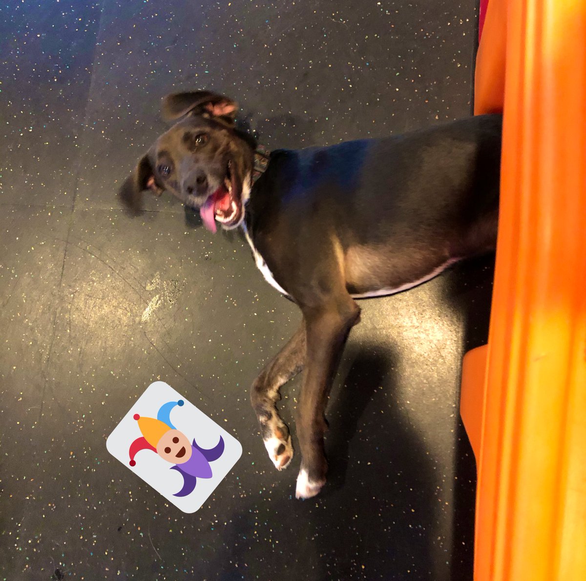 HappyPawsDC's tweet photo. Otis is practicing for his Magician’s Assistant gig! #HappyPaws #magicdog #isthisyourcard https://t.co/CyhNzmSma5