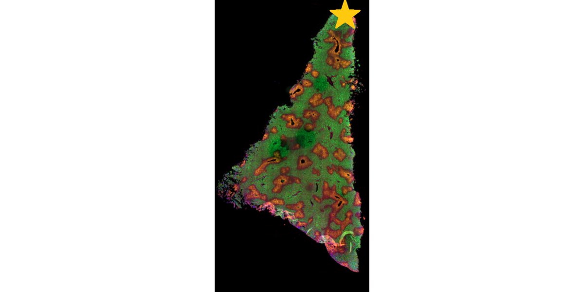 CI_histocore's tweet photo. Exciting &amp; festive results from our first project using ACD RNAscope Co-Detection assay @ACDbio @biotechne (protein in red &amp; target mRNAs in green/orange). Thanks to @celia4science &amp; @Kelvyinzinho
for letting us share! Merry Christmas to you &amp; yours from all @CI_histocore ☃❄🎄 https://t.co/46iitJze13