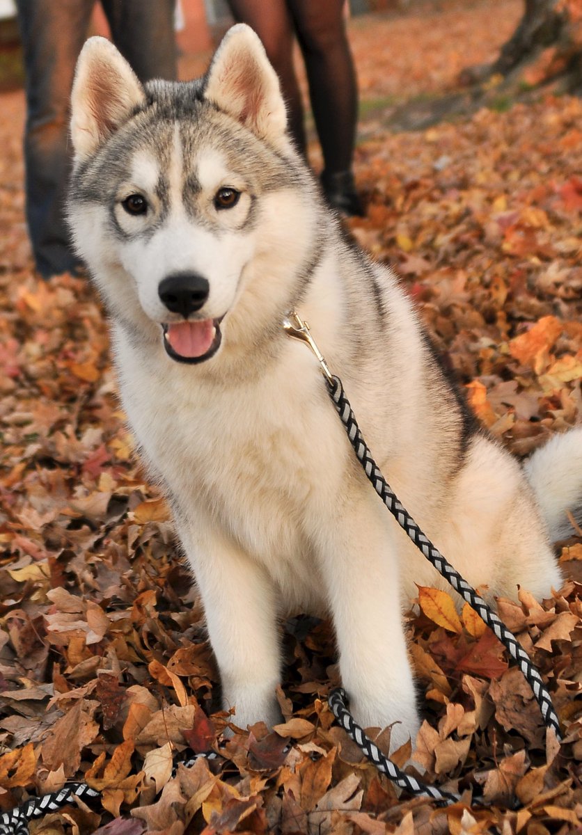 MariKate5's tweet photo. FYI, @KellyRipa &amp; @LiveKellyRyan “AKC breed standards for a Siberian Husky is that eyes may be brown, blue or black, or one of each color or particoloured is acceptable”. I have 2 boy huskies Eko(brown eyes) and Ghost(blue eyes) that both have goggles around their eyes. #huskies https://t.co/iU56KEyIpW