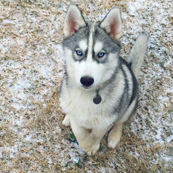 MariKate5's tweet photo. FYI, @KellyRipa &amp; @LiveKellyRyan “AKC breed standards for a Siberian Husky is that eyes may be brown, blue or black, or one of each color or particoloured is acceptable”. I have 2 boy huskies Eko(brown eyes) and Ghost(blue eyes) that both have goggles around their eyes. #huskies https://t.co/iU56KEyIpW