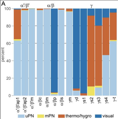 …most strikingly at the level of KC subtypes specializing for different sensory modalities. We suggest this architecture reflects a prior that the association between multimodal stimuli and their valences is factorizable across modalities (no olfactory-visual XORs). (8/22)