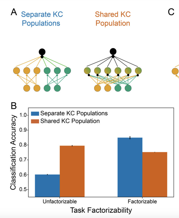 …most strikingly at the level of KC subtypes specializing for different sensory modalities. We suggest this architecture reflects a prior that the association between multimodal stimuli and their valences is factorizable across modalities (no olfactory-visual XORs). (8/22)