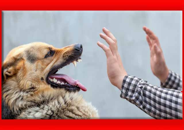 Your @dog: bites everything that doesn’t have her scent or house smell
#dogslovers #doglife #dogsdaily #doglover #dogsworld #dogoftheday #puppylove #doglovers #pet #dogsofig #dogstyle  #lovedogs
Have you tried everything and nothing works
Here the solution
…aining-and-teaching-dogs.blogspot.com